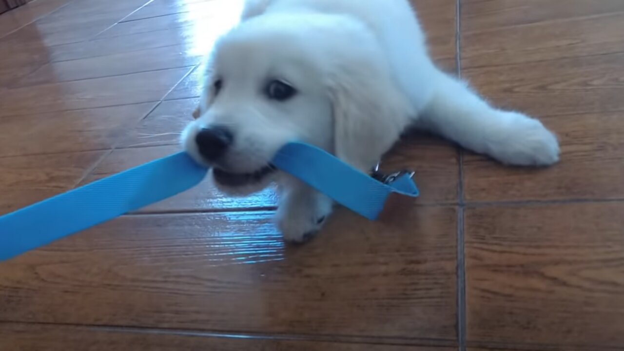 Puppy's First Visit to the Vet. Golden Retriever Puppy The First Time At Doctor!