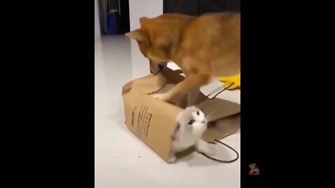 Funny Animal Videos - cute cats, dogs, animals #funnyanimals