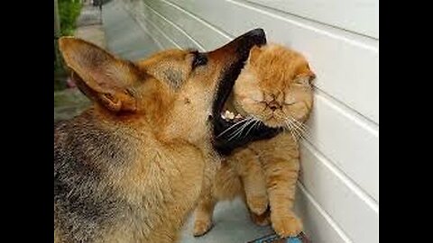 tiny kitten gets revenge on dog bully!