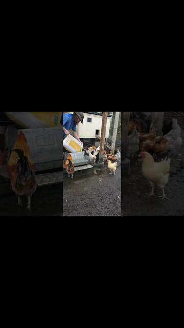 Food Time #chickens #chickenshorts #chickenlife #happyhens