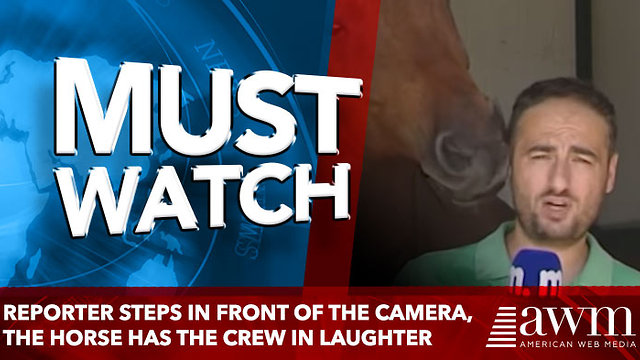 Reporter Steps In Front Of The Camera, The Horse Has The Crew In Laughter