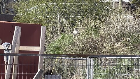 Male Hawk still hunting in the brush