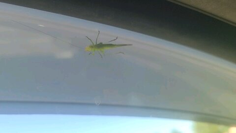 Grasshopper