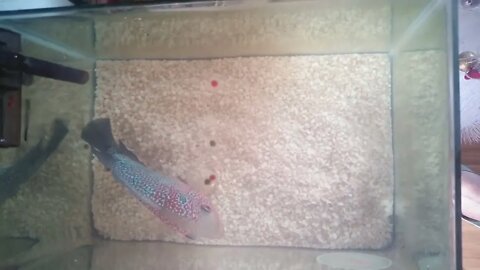 Aquarium Fish.(2)