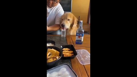 Dog vs cat very funny vedio @dogvsdog #dog #cat #dogfunny #catfunny #animalfunny #animal