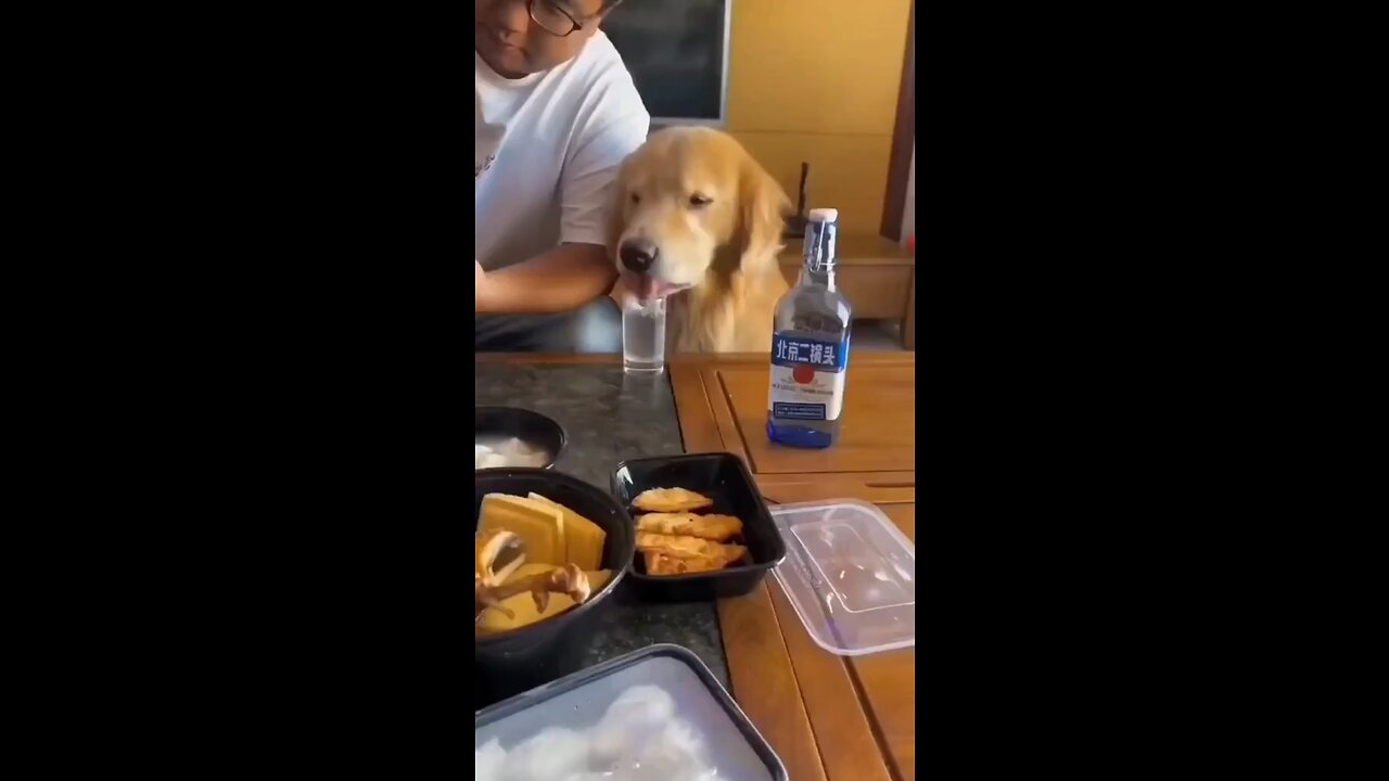 Dog vs cat very funny vedio @dogvsdog #dog #cat #dogfunny #catfunny #animalfunny #animal
