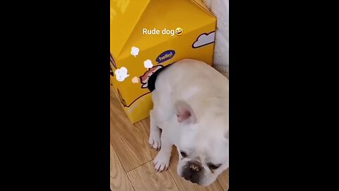 A dog with wind in a cat's stomach💥🤣
