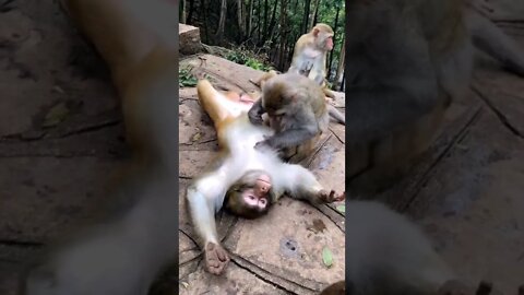 PINGULIN DO MACACO 😂😂😂 #shorts