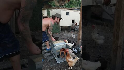 Food Time #chickens #chickenshorts