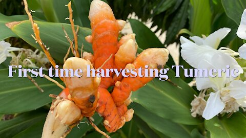 Turmeric harvest from one bulb. 11/01/2021