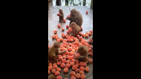 A feast for the monkeys they will be forgotten soon!