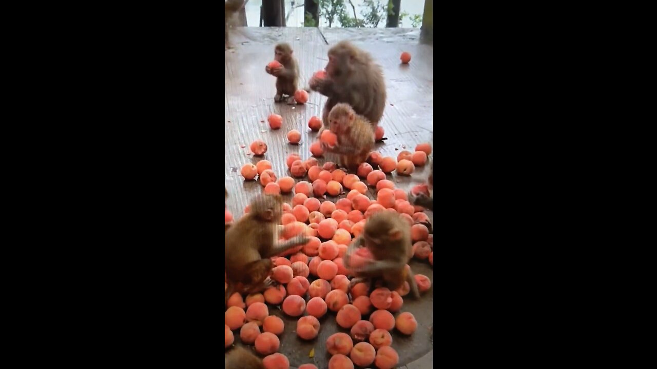 A feast for the monkeys they will be forgotten soon!