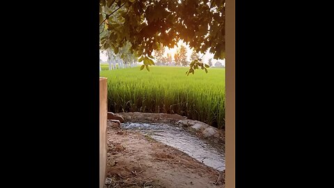 dasi mahool #pindwala