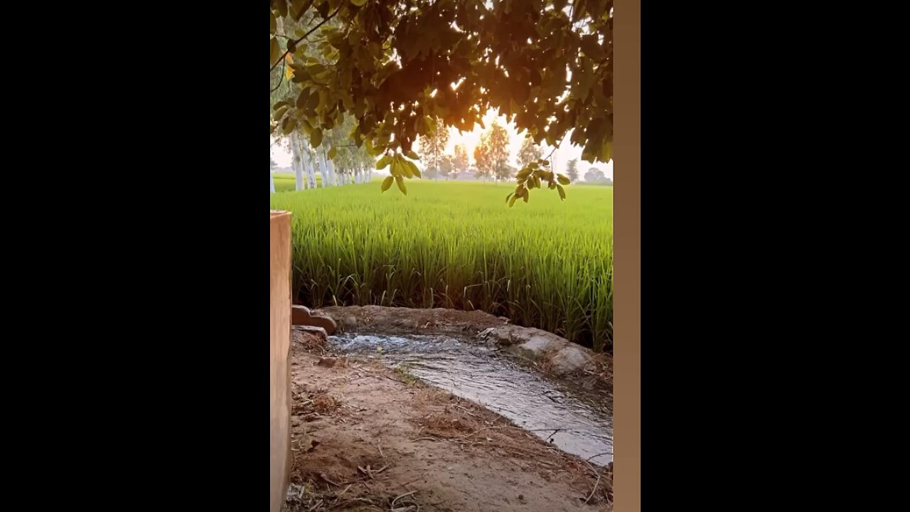 dasi mahool #pindwala
