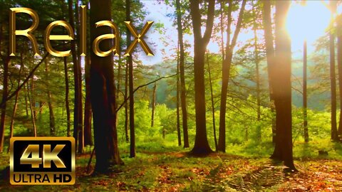 Forest Bird Sounds