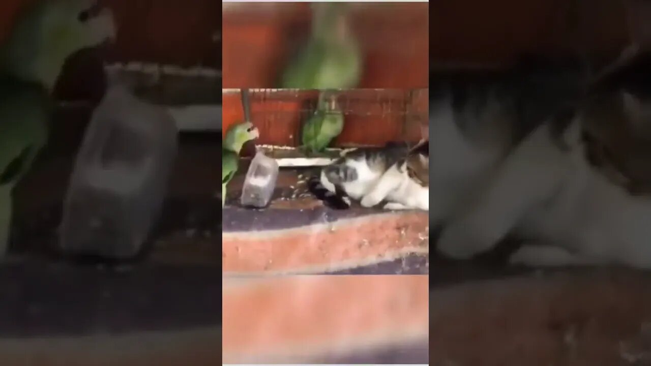 The slap 😾🐦😂😂😂