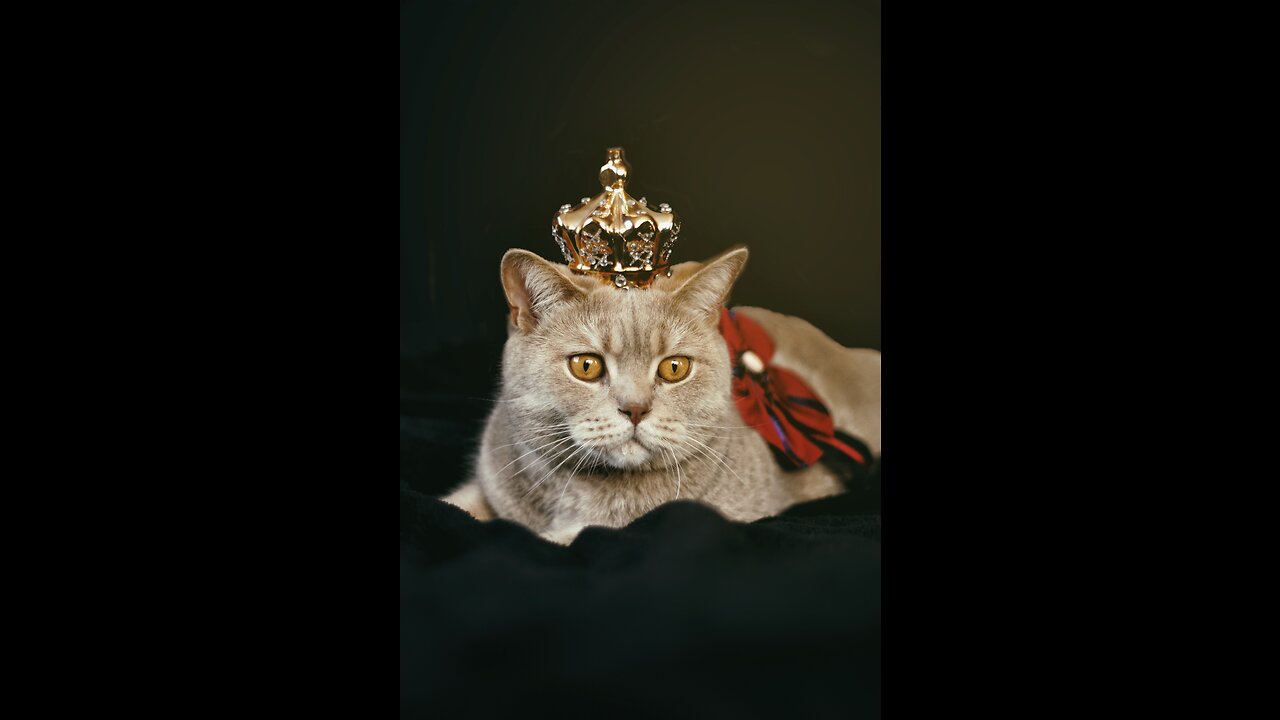 Feline Funhouse: A Video Compilation of Hilarious Cat Moments