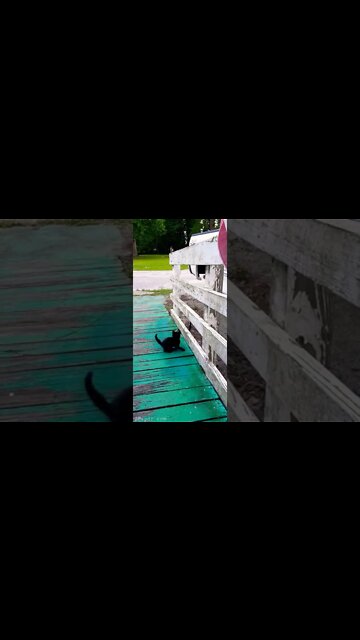 Kitten Play At Mom & Dad's