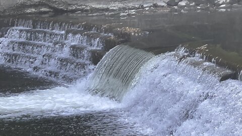 Salmon run Humber River 2022 edition 15