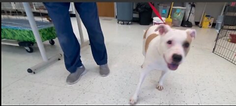 Anne Arundel County animal shelter giving away pets without adoption fee