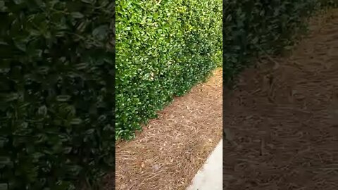 July 5, 2022 #gangstalking perp walk Pt. 4