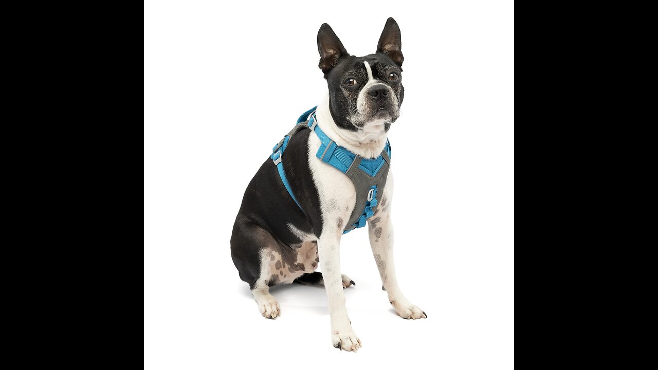 Review Tempcore Large Dog Bed (MLXL) for Small, Medium, Large Dogs Up to 5080110lbs -Waterp...