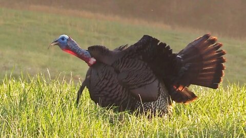 Live Hen Calls in a Giant Tom - Illinois Turkey Hunting