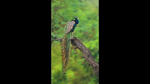 peacock #Beutiful