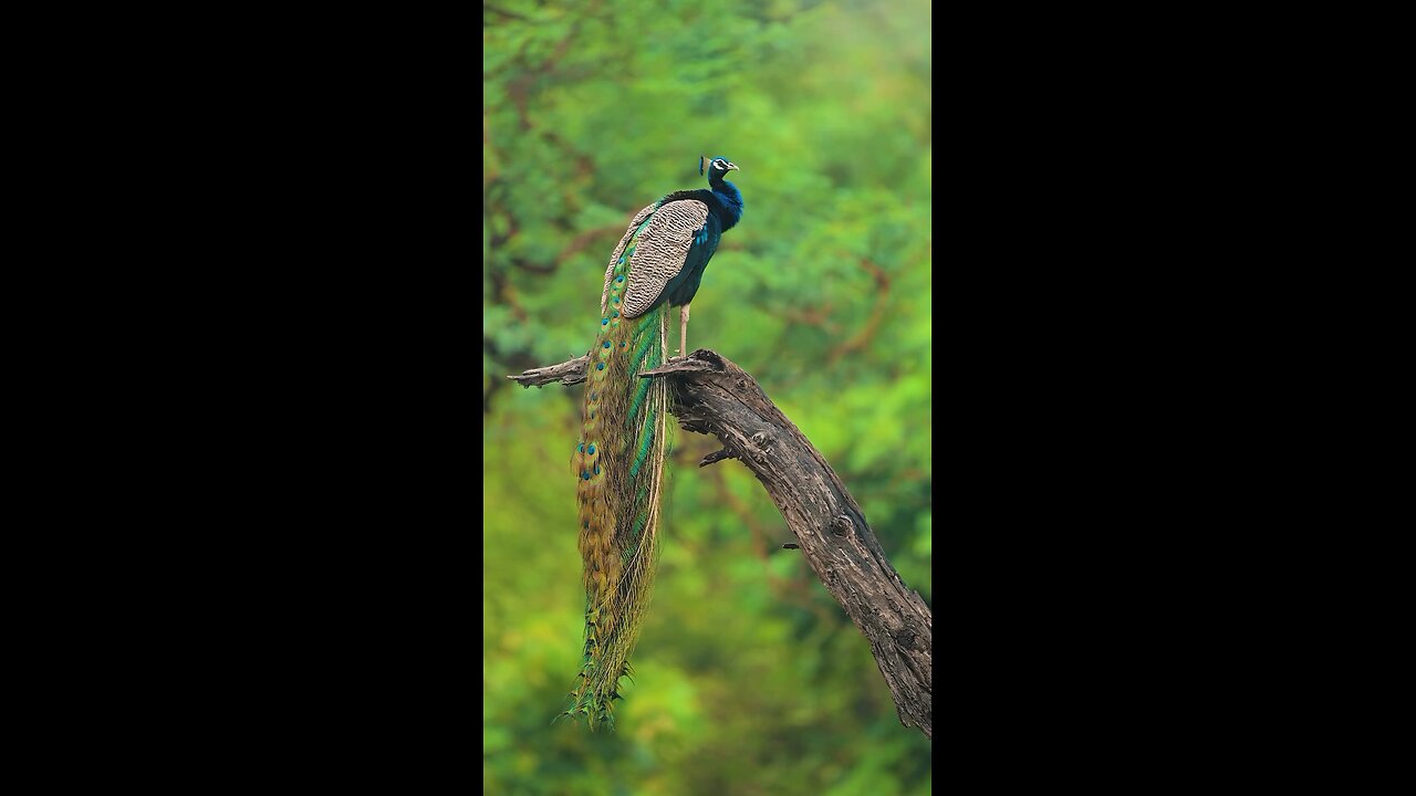 peacock #Beutiful