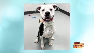 PICK OF THE LITTER: Joe Star!