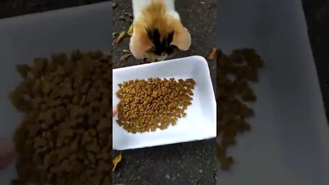 GATINHOS FOFOS - #stores #status #shorts GATINHOS FOFOS - #stores #status