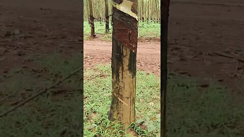 ងាប់សំបក១ចំហៀង