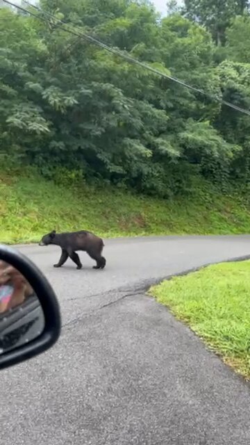 Why did the Bear Cross the Road?