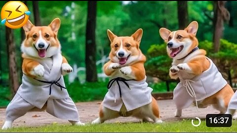 Funniest Animals Best Videos 2023