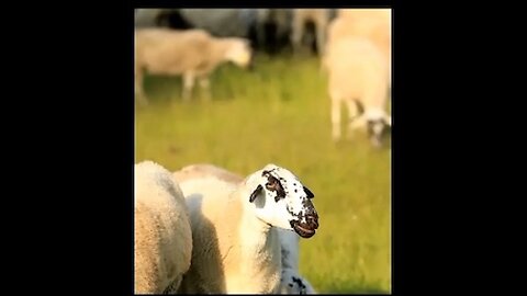 Baa-tastic Munching: A Sheep’s Culinary Art Adventure