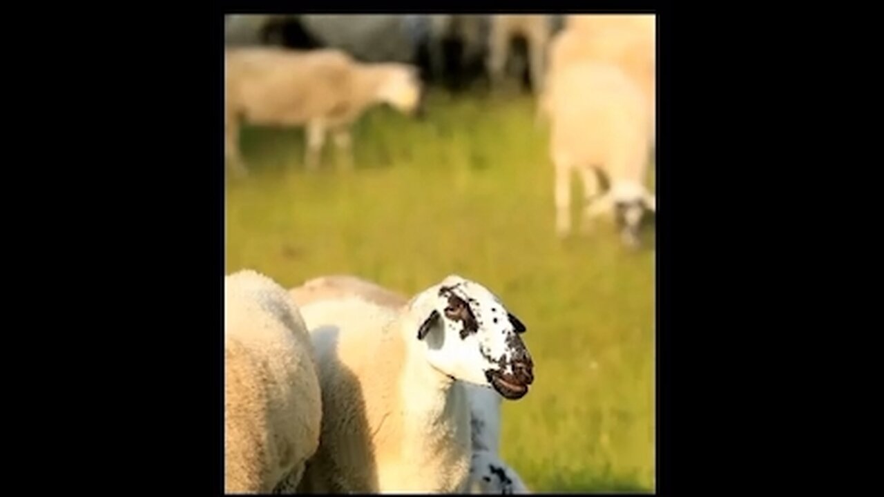 Baa-tastic Munching: A Sheep’s Culinary Art Adventure