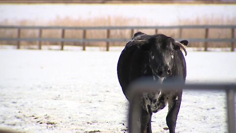 Luvin' Arms Animal Sanctuary saves Lyons' beloved Lucky the Cow