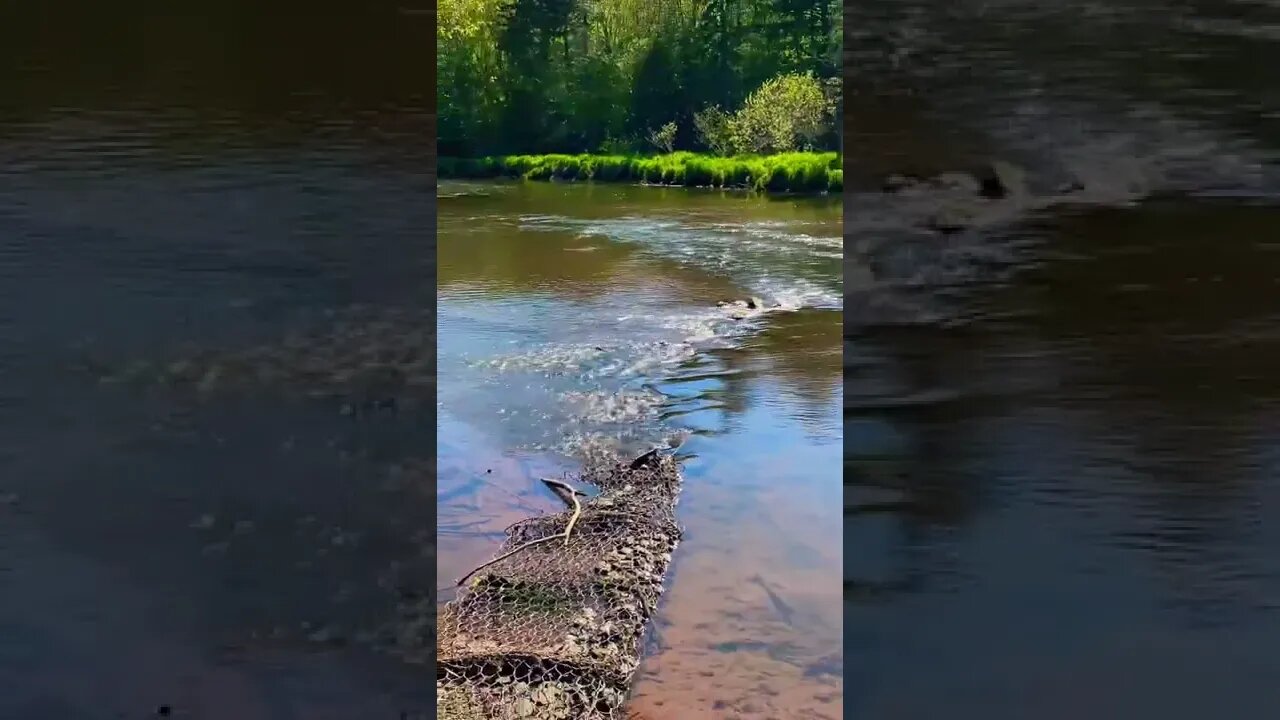 Beautiful flowing water at Bonshaw
