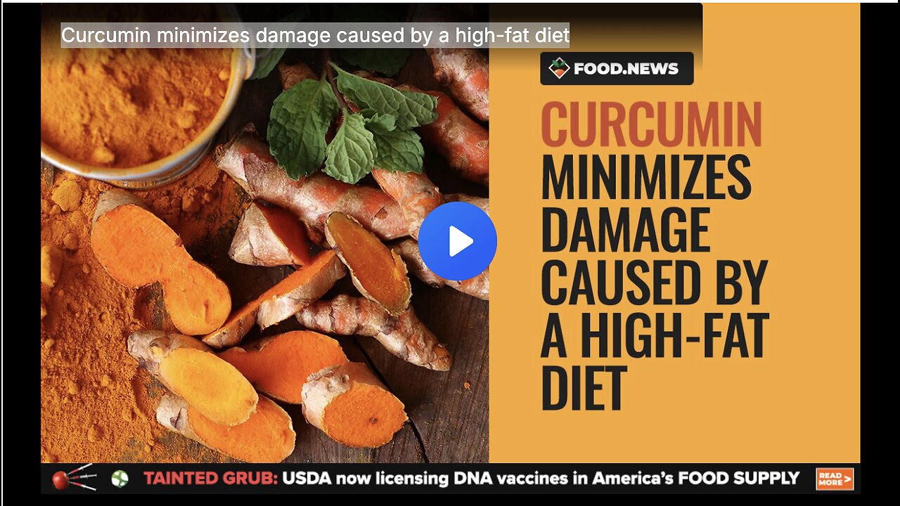 Curcumin minimizes damage caused by a high-fat diet