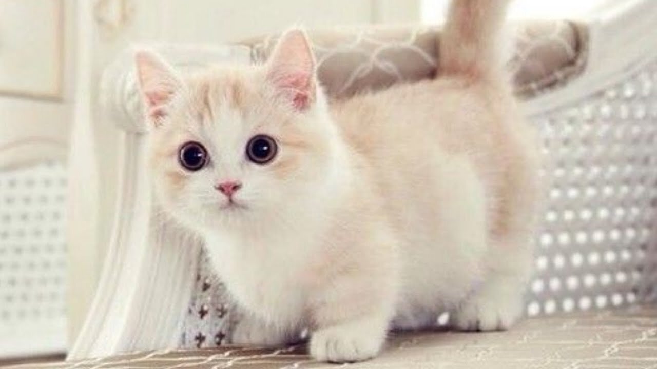 Cute and funny animal videos #animals #funny video#cat #dog #fyp #trending