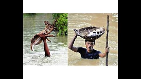 People Saving Animals Lives