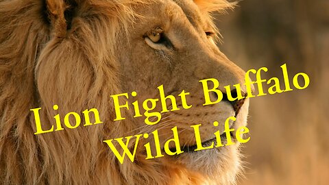 Lion Attacks Buffalo -Wild Life-