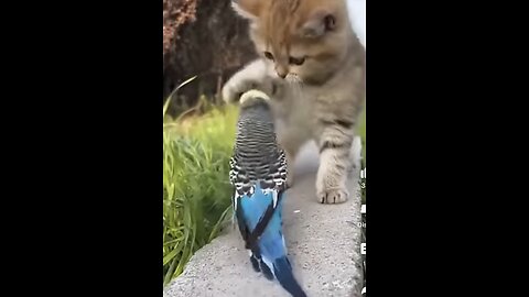 Funny animals 2023 - Funniest Cats and Dogs Video ? 13263 #shorts