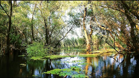 Ion Ivanovici - Valurile Dunării (Waves of the Danube)