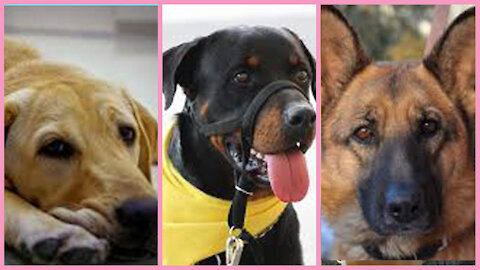 How To Make a Dog Become Aggressive and LESS Aggressive Instantly With Few Simple Tricks