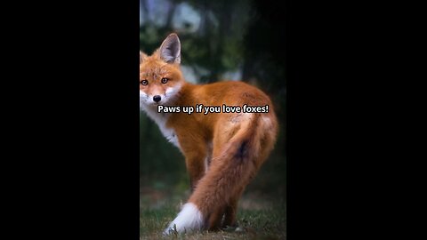 Fun Facts About Fox