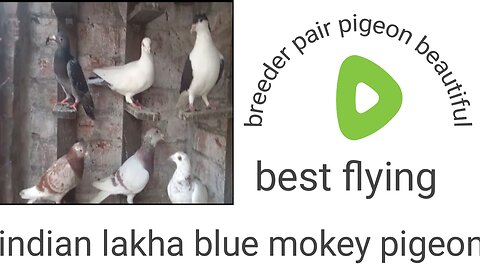 Blue white mokoy lakha indian pigeon beautiful