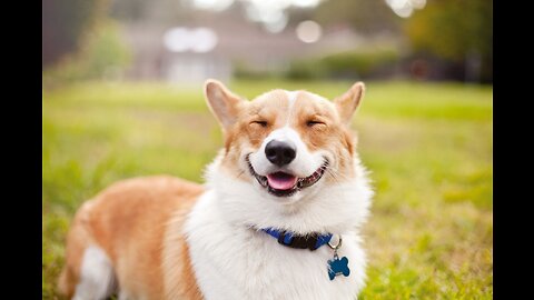 windows XP funny dog Reaction