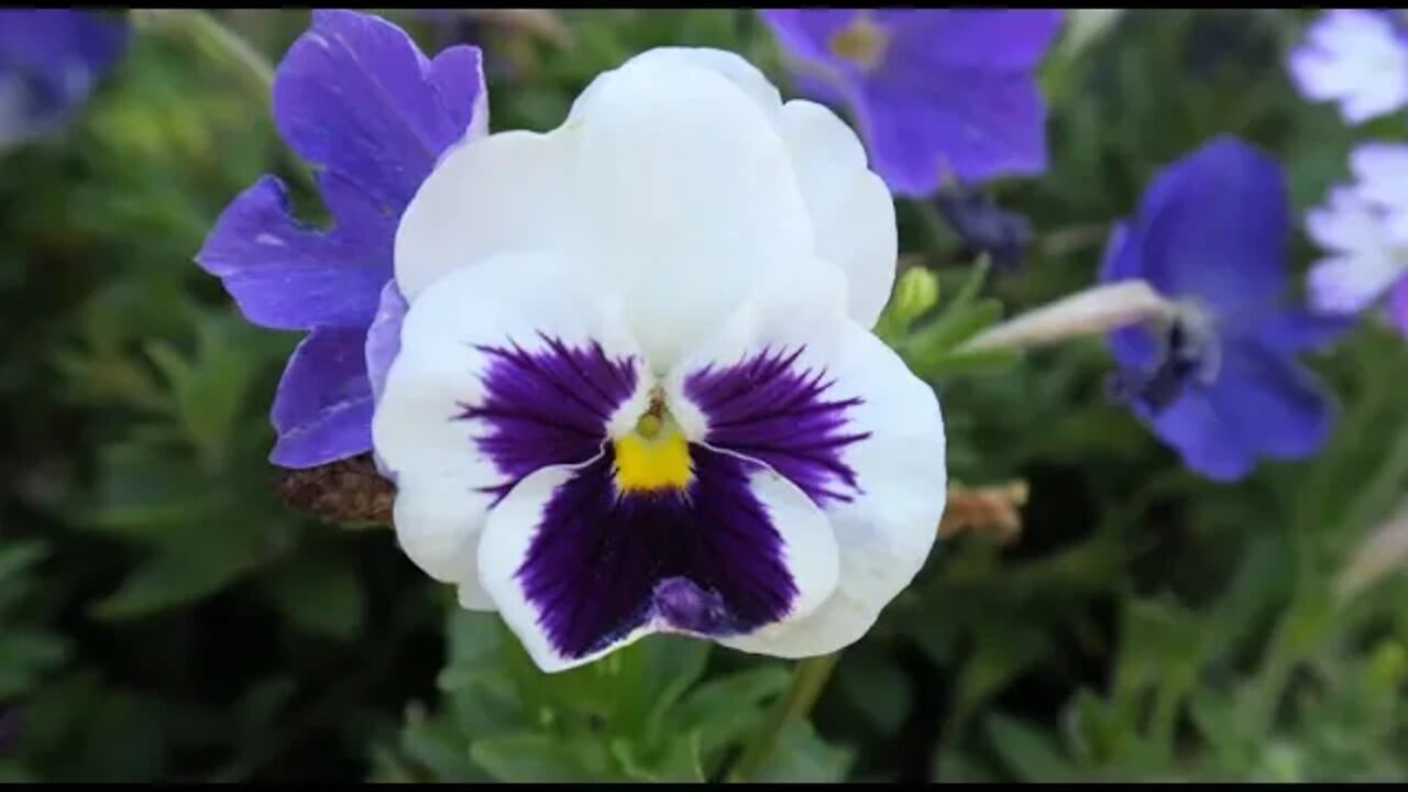 The Beauty in the Blooms 🌼 Doubt and John the Baptist