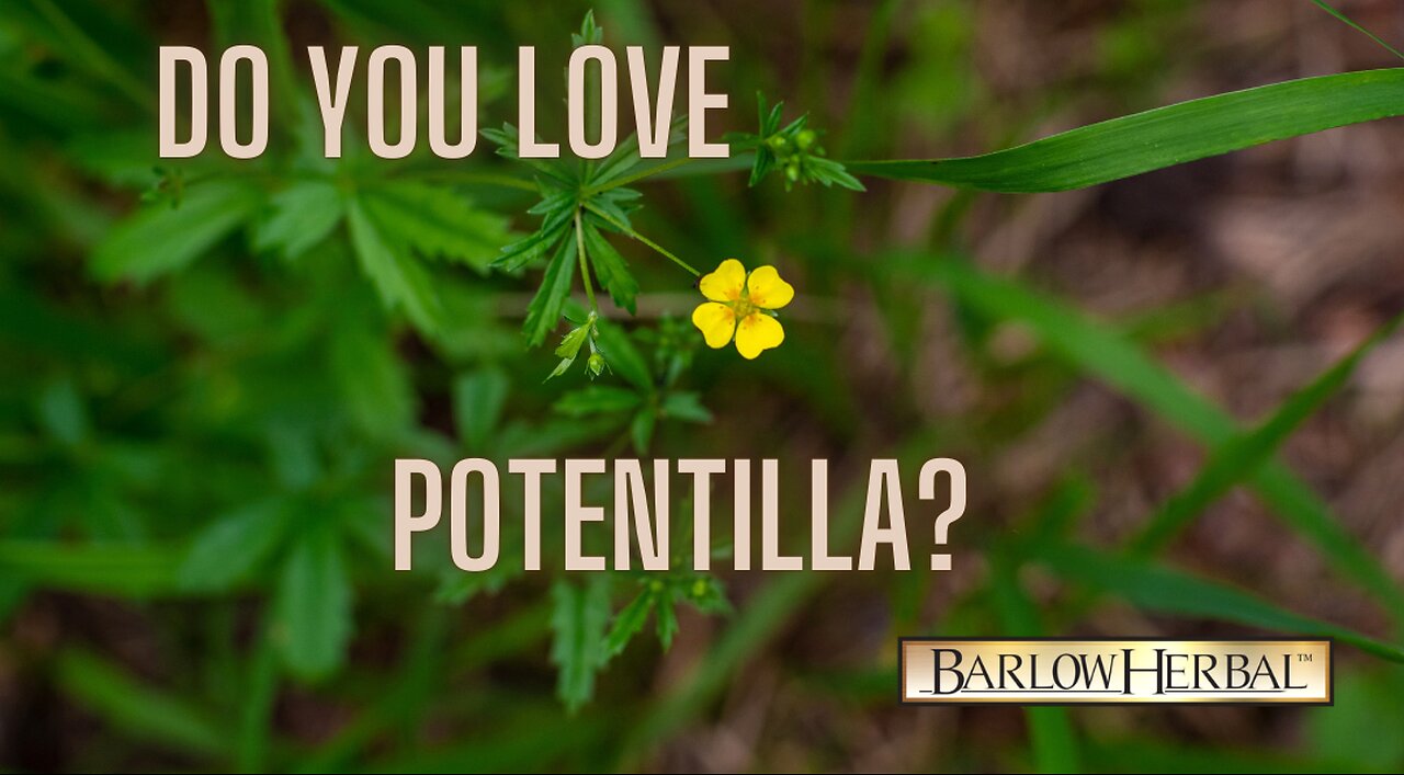 The Health Benefits of Potentilla